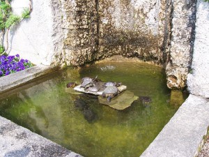 Estanque tortugas