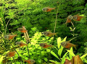 Tetra flammeus