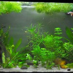 Acuario Fundulopanchax