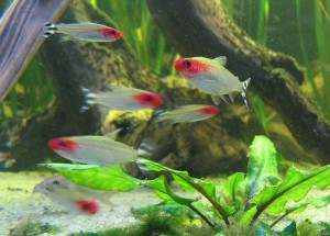 Borrachitos
