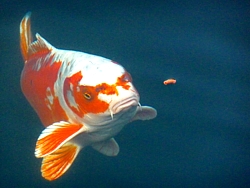 Koi