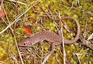 Lacerta schreiberi, cría