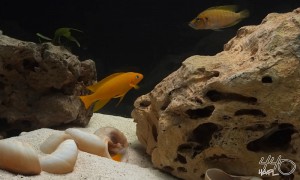 Macho N leleupi defendiendo nido