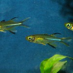 Marosatherina ladigesi