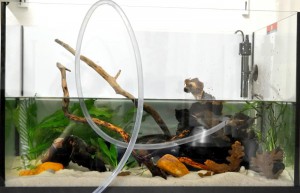 Acuario cíclidos enanos