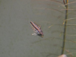 Apiatogramma cacatuoides