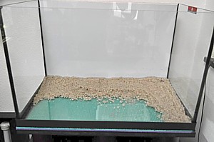 Acuario apistogramma