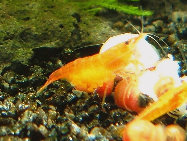 N. davidi "orange" ovada