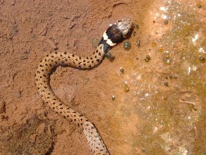 Natrix natrix, cría
