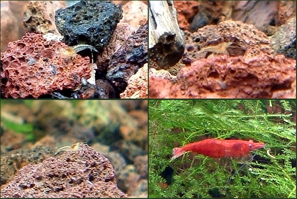 Red sakura reproducción