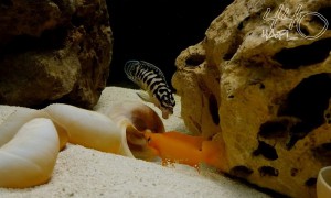 Neolamprologus leleupi defendiendo nido