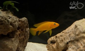 Macho N. leleupi