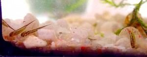 Pleurodeles sp., larvas y huevos