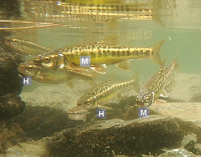 Dimorfismo Phoxinus sp.