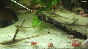 Juveniles Sturisoma panamense
