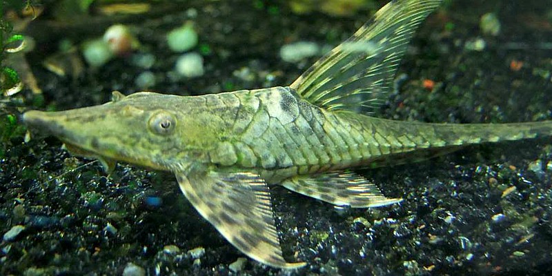 Sturisoma panamense