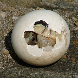 Testudo marginata, eclosión