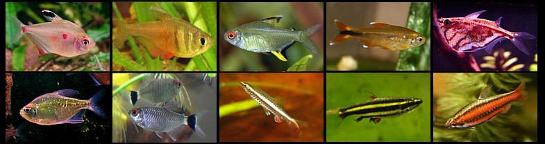 Tetras