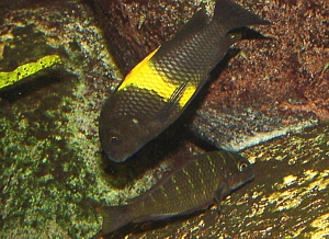 Biotopo Tanganica