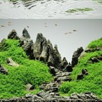 Acuario paisajista