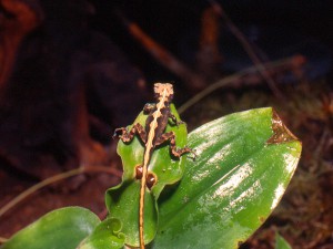 Anolis sagrei