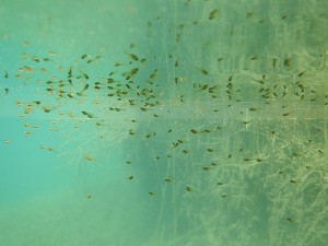 Alevines de Micropterus salmoides en biotopo léntico