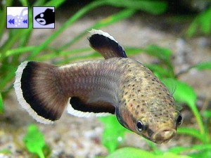 Betta albimarginata