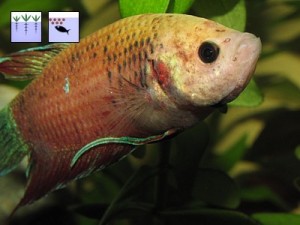 Betta splendens