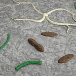 Flora bacteriana