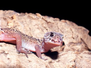 Coleonyx mitratus