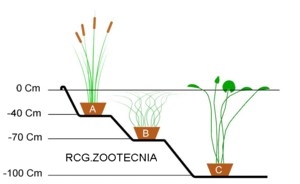 Organización vegetal estanque