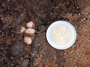 Puesta microsaurio