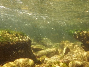 Biotopo lotico, arroyo