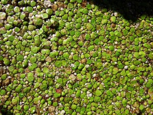 Spirodela polyrrhiza