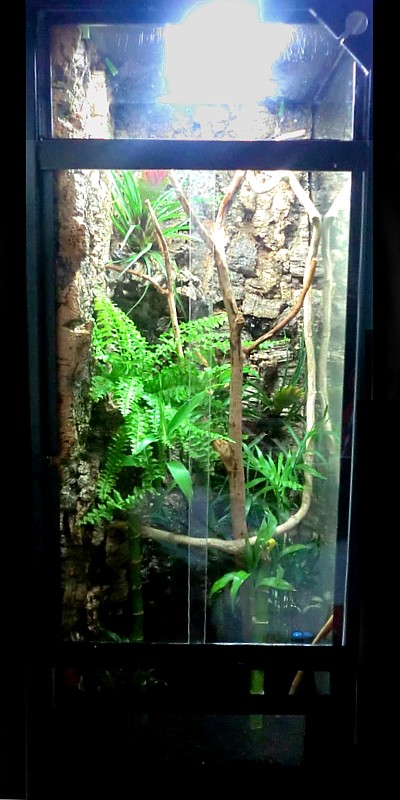 Acuario como terrario