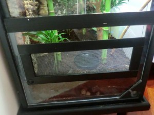 Acuario como terrario