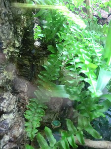 Acuario como terrario