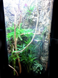 Acuario como terrario