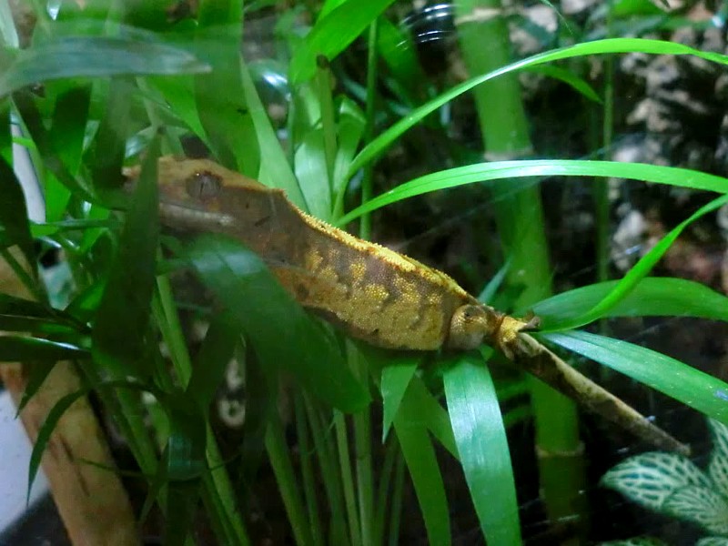 Acuario como terrario