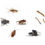 Alimento vivo insectos