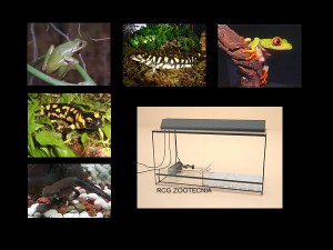 Anfibios vida anfibia