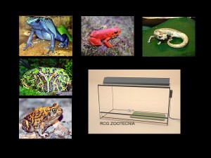 Anfibios vida terrestre