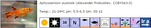 Aphyosemion australe
