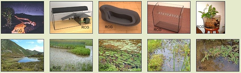 Biotopo estanque