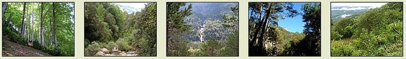 Bosques y selvas