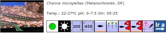Channa micropeltes