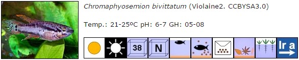 Chromaphyosemion bivittatum