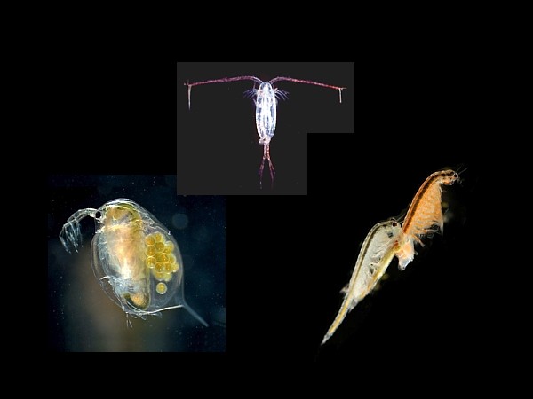 Copepodos cladoceros