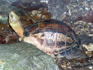 Cuora amboinensis