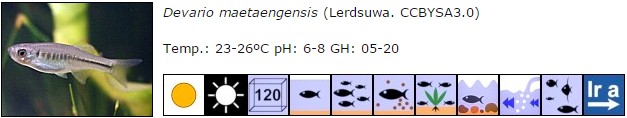 Devario maetaengensis